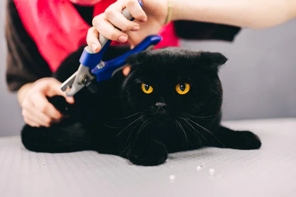 Aparar as garras de um gato bonito preto. — Fotografia de Stock