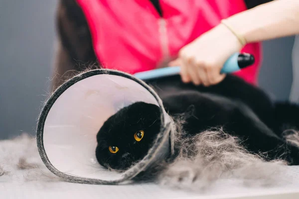 A pentear um gato preto do salão de beleza. Gato com proteção contra mordidas. — Fotografia de Stock