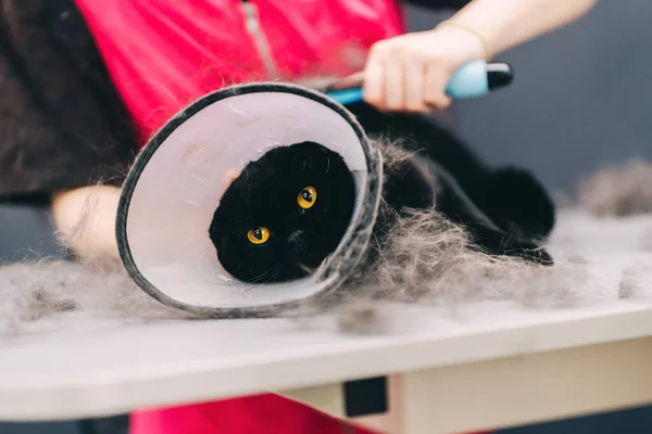 A pentear um gato preto do salão de beleza. Gato com proteção contra mordidas. — Fotografia de Stock