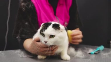 Combing a cat in the grooming salon.