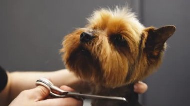 Köpek bakımı ve bakımı.