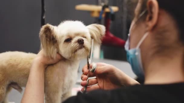 Haircut of a funny little dog. — Stockvideo