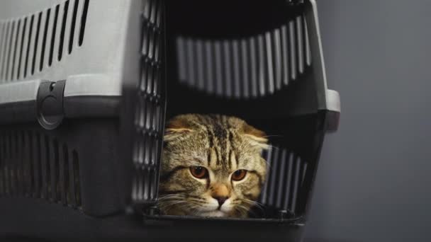 Μια όμορφη γάτα με πορτοκαλί μάτια κάθεται σε ένα κλουβί για τη μεταφορά. — Αρχείο Βίντεο