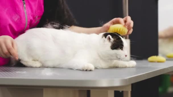 Combing a cat in the grooming salon. — Stockvideo