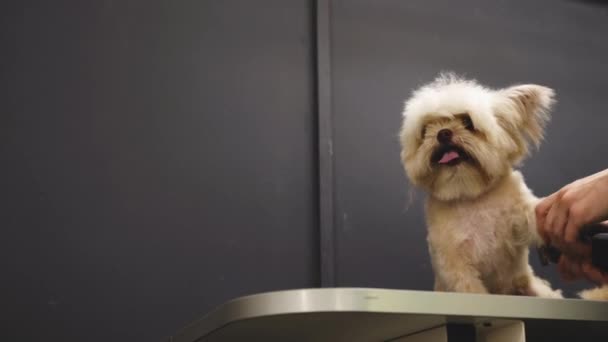 Haircut of a funny little dog. — Stockvideo