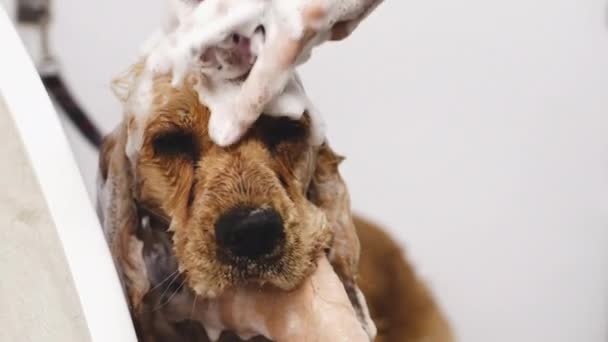 The dog takes a shower — Vídeos de Stock