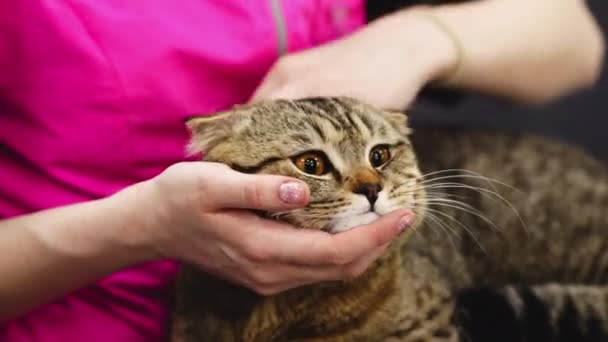 Peinar a un gato en el salón de aseo. — Vídeos de Stock