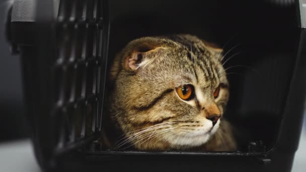 En vacker katt med orangea ögon sitter i en bur för transport. — Stockvideo