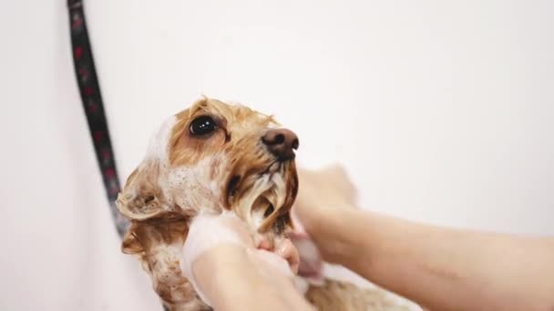 Σκύλος κάνει ένα μπάνιο. — Αρχείο Βίντεο