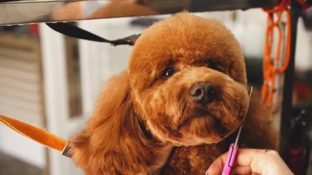 Dog care and grooming. — Stok Video