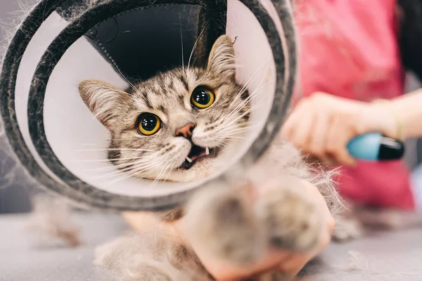 A pentear um gato do salão de beleza. Gato com proteção contra mordidas. — Fotografia de Stock