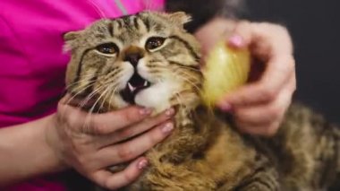 Kuaförde bir kediyi tımar etmek..