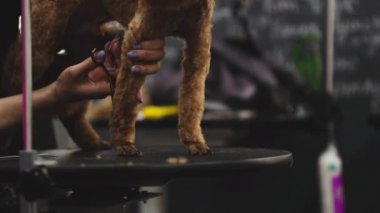 Haircut of dog paws.