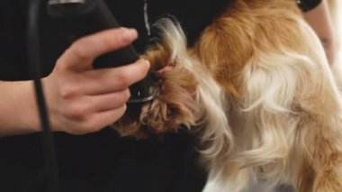 Haircut of dog paws.