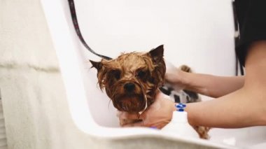 Washing york in the bathroom.