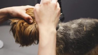 Yorkshire kulak temizleme.