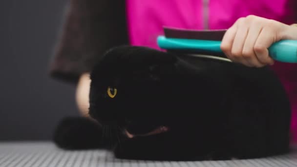 用毛刷梳理黑猫. — 图库视频影像
