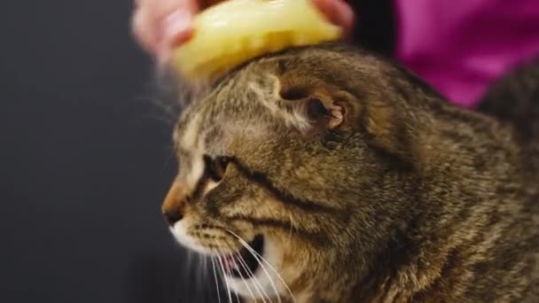 Combing a British cat with a hair brush. — Wideo stockowe