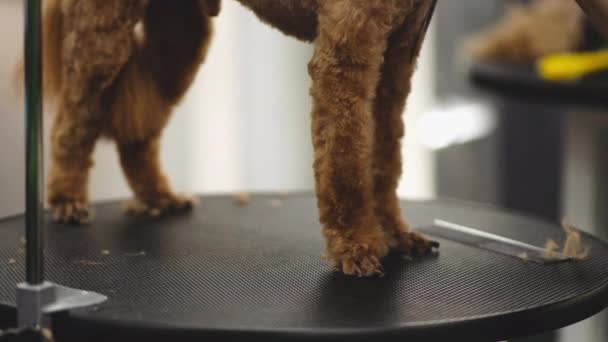 Haircut af hund poter. – Stock-video