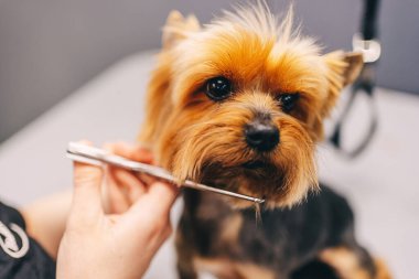 Kuaförde bir köpeği tımar etmek. Hayvan bakımı..