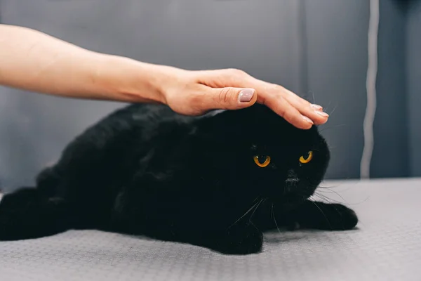 Black cat with orange eyes. — Fotografia de Stock