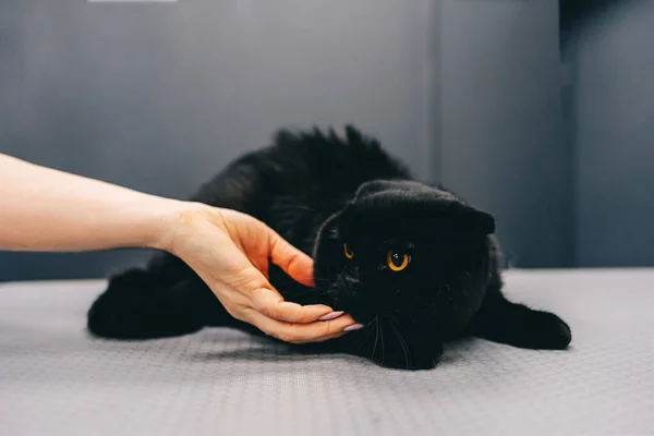 Gato preto com olhos alaranjados. — Fotografia de Stock