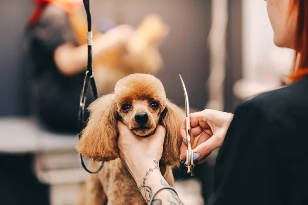 Poodle haircut. The master performs work in the grooming salon. — Stockfoto