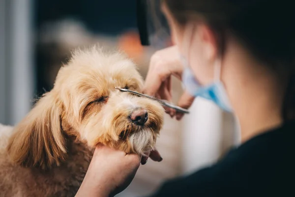 Aseo un perro en un salón de aseo. Cuidado de los animales. — Foto de Stock