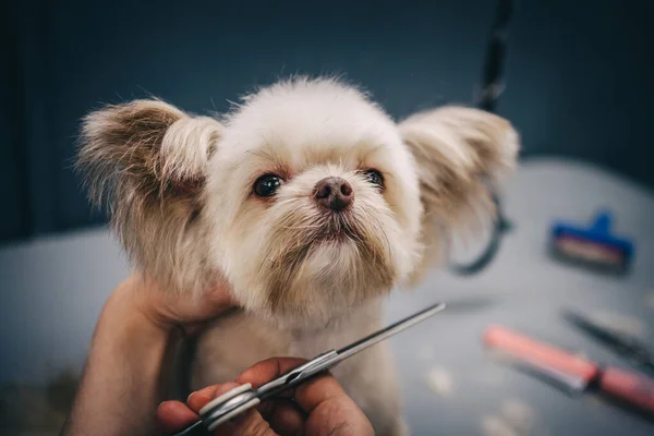 Grooming a dog in a grooming salon. Animal care. — Photo