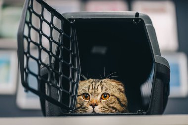 Bakım evindeki sürpriz kedi..