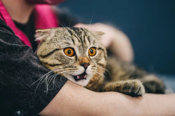 Gato surpreso no salão de cuidados. — Fotografia de Stock