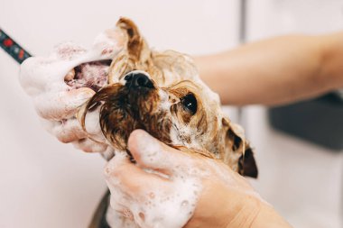 Köpeği şampuanla yıkamak..