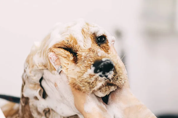 Washing the dog with shampoo in the bathroom. — стоковое фото