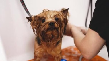 Washing a Yorkie in a grooming salon.