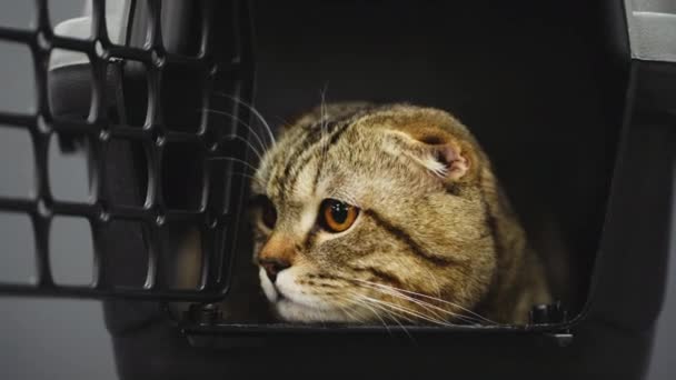 Een Britse kat zit in een kooi voor transport. De kat wil de kooi niet verlaten.. — Stockvideo