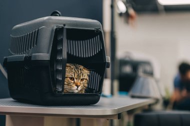 Cat with big orange eyes in a cage