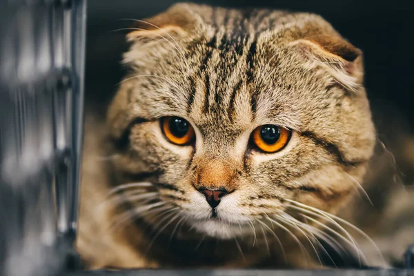 Gato com grandes olhos cor de laranja em uma jaula — Fotografia de Stock