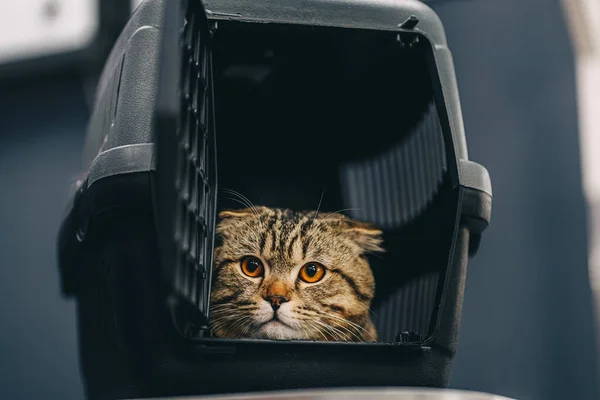 Cat with big orange eyes in a cage — Fotografia de Stock