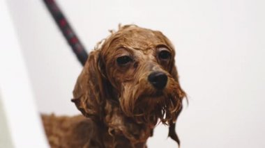 Islak köpek. Yıkama hayvanları.