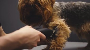 Elektrikli bir makinenin yardımıyla Yorkie köpeğini tımar etmek.