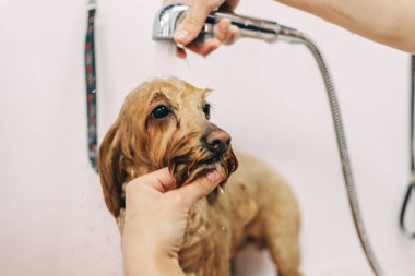 Köpek memnun oldu. Aile dostlarıyla ilgilenmek..