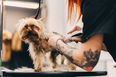 Grooming a dog in a grooming salon. Animal care.