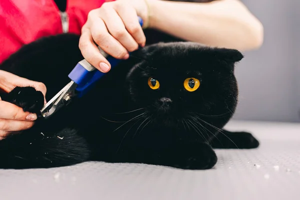 Aparar as garras de um gato bonito preto. — Fotografia de Stock