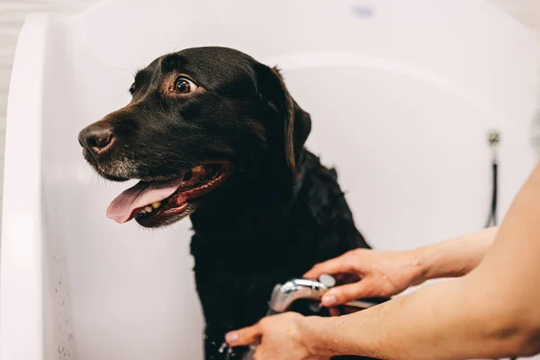 Le toiletteur lave le chien dans la salle de bain. — Photo