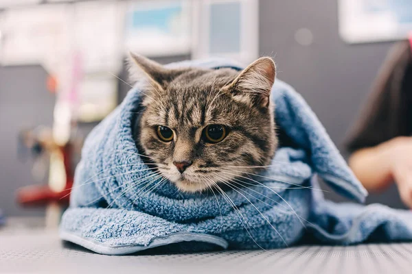 O gato aquece-se em uma toalha. — Fotografia de Stock