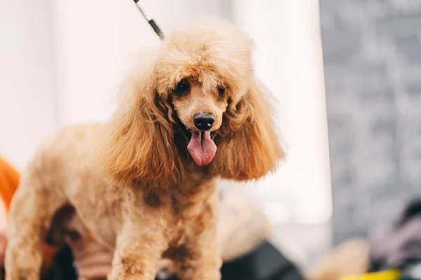 Poodle haircut. The master performs work in the grooming salon. — Photo