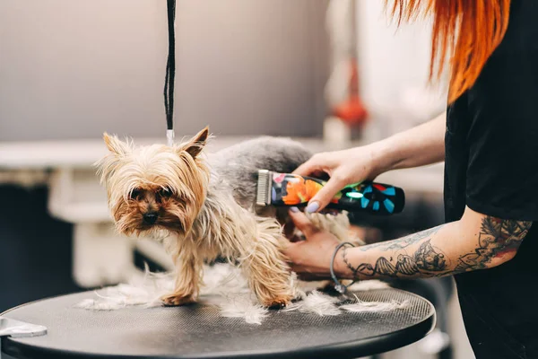 Aseo un perro en un salón de aseo. Cuidado de los animales. — Foto de Stock