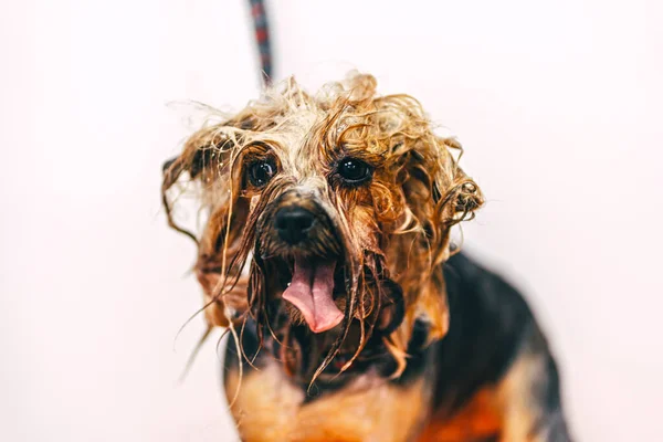 The dog takes a bath. High quality photo