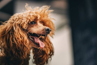 Bir kanişi tımar etmek ve tımar etmek. Yüksek kalite fotoğraf