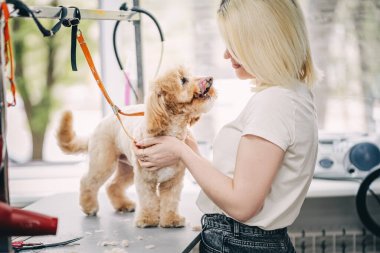 A master groomer cuts a dog. High quality photo